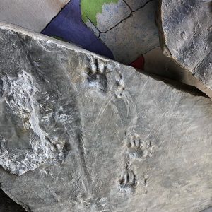 fossil hunting in Nova Scotia